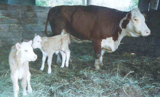 cow & twin calves